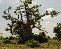 baobab-1.jpg