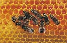 cire-abeille.jpg
